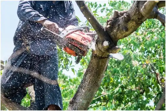 tree services Rock Hill